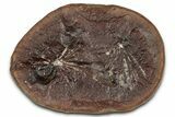Fossil Horsetail (Annularia) Nodule Half - Mazon Creek #336185-1